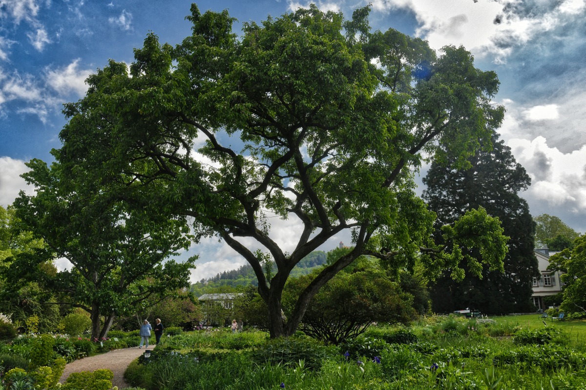 herrmannshof_Taschentuchbaum.jpg