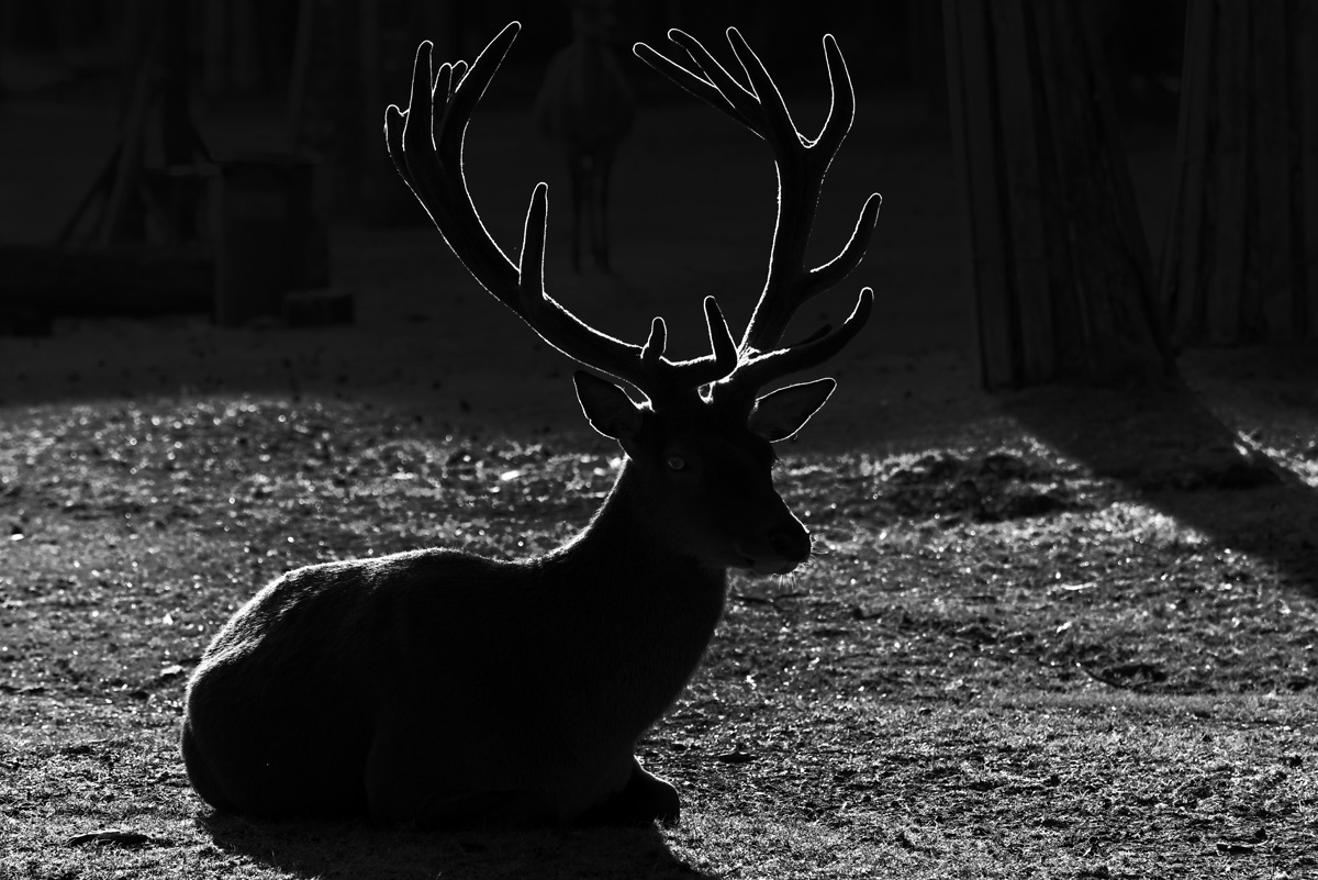 hirsch_Silhouette.jpg