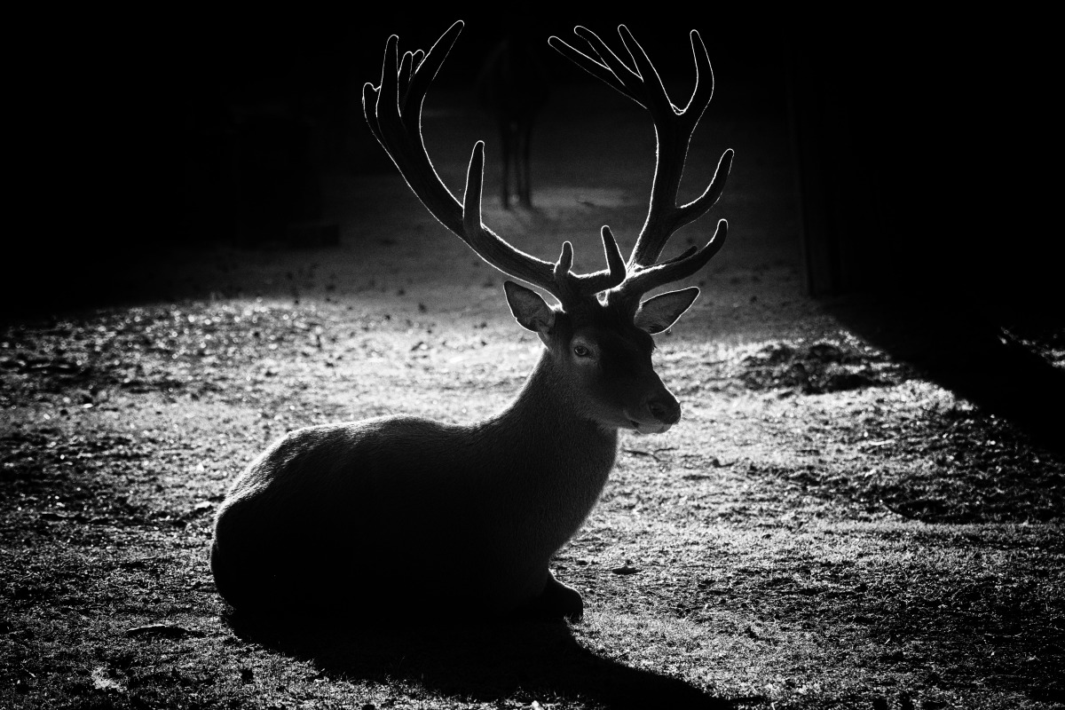 hirsch_Silhouette_06.jpg
