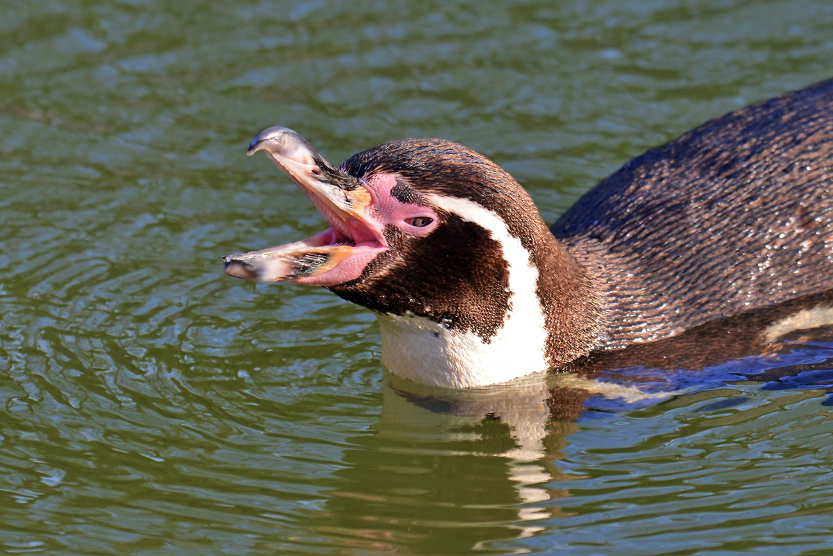 humboldpinguin_1201.jpg