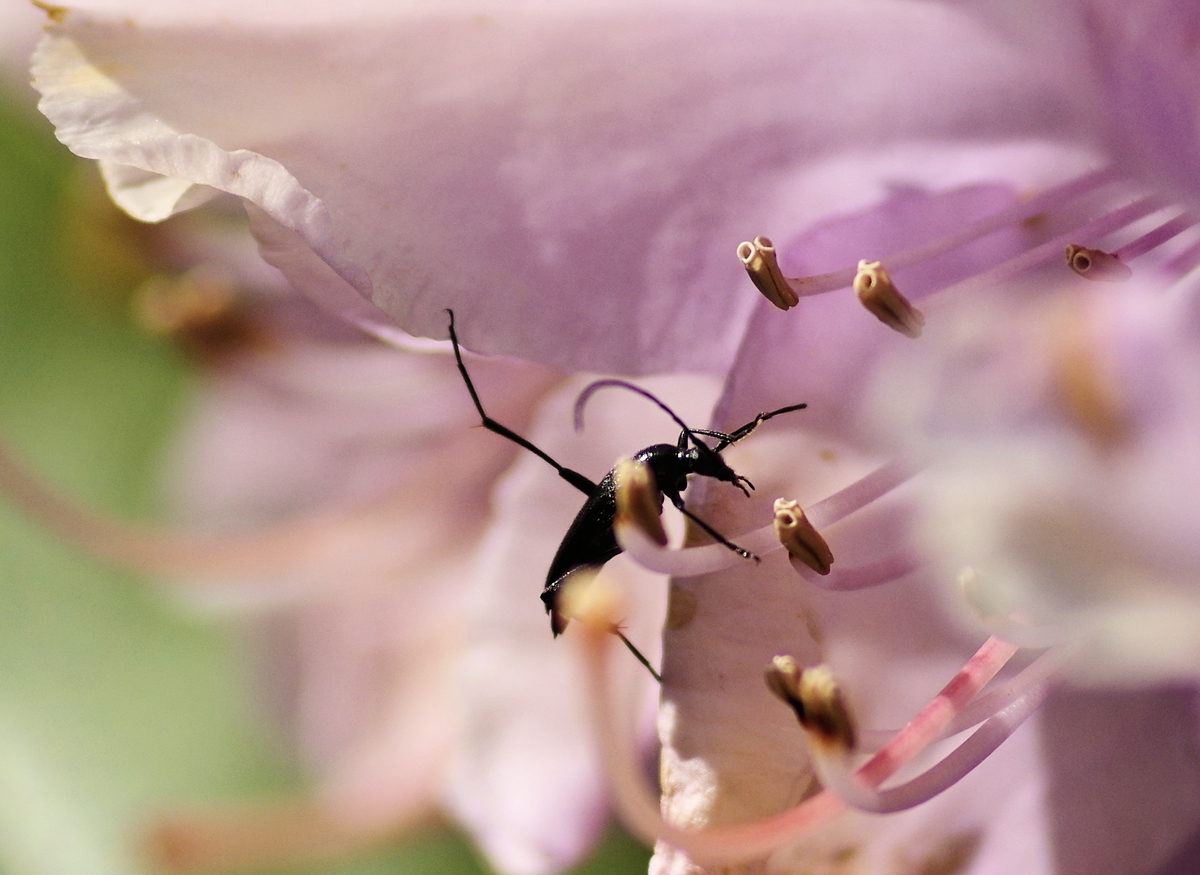 Hunger ist schlimmer als Heimweh....jpg