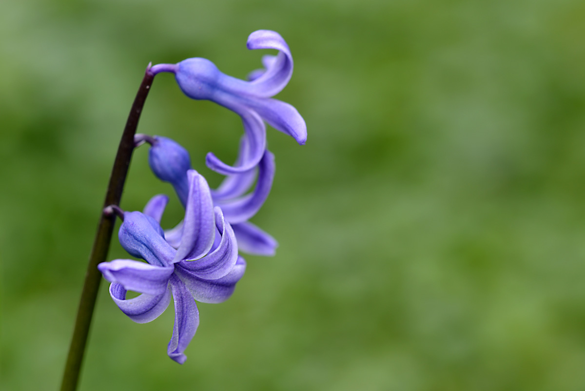 hyazinthe_1200.jpg