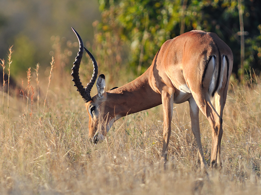 Impala.jpg