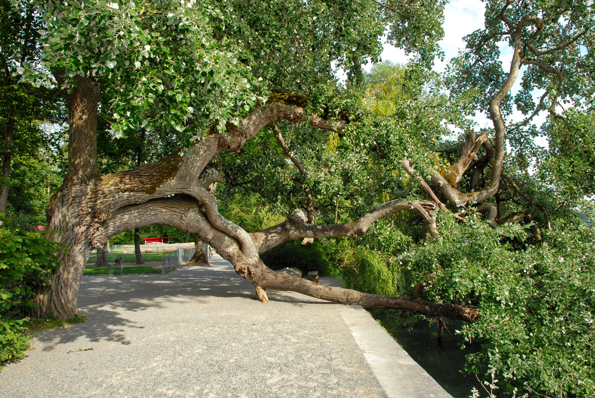 insel_mainau.jpg