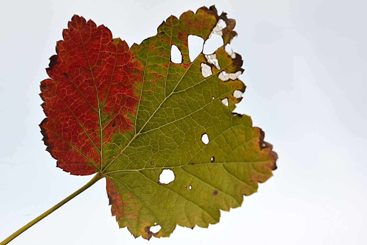 johannisbeerbusch_blatt_1200.jpg