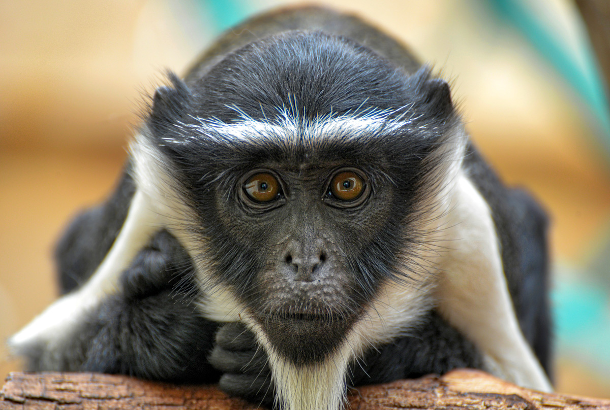 kapuziener_affe_1200.jpg