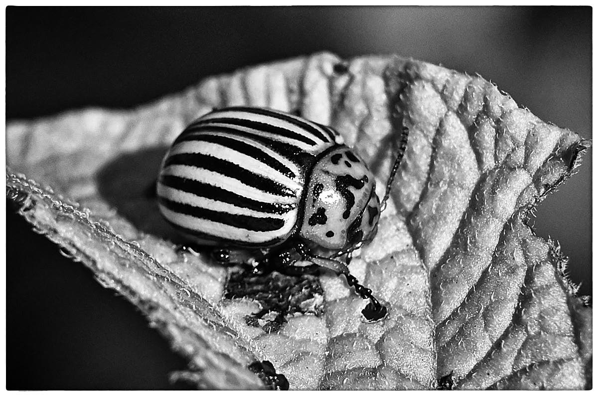 Kartoffelkäfer_BW 2.jpg