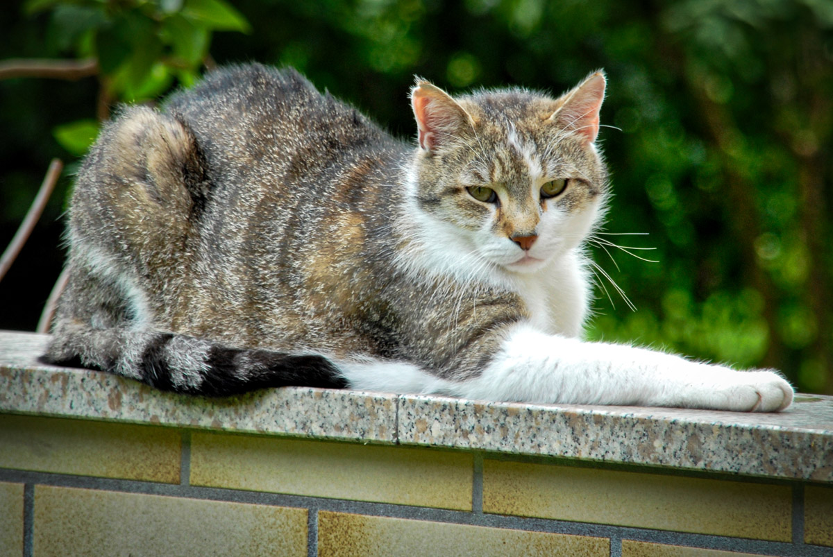 katze_auf_mauer.jpg
