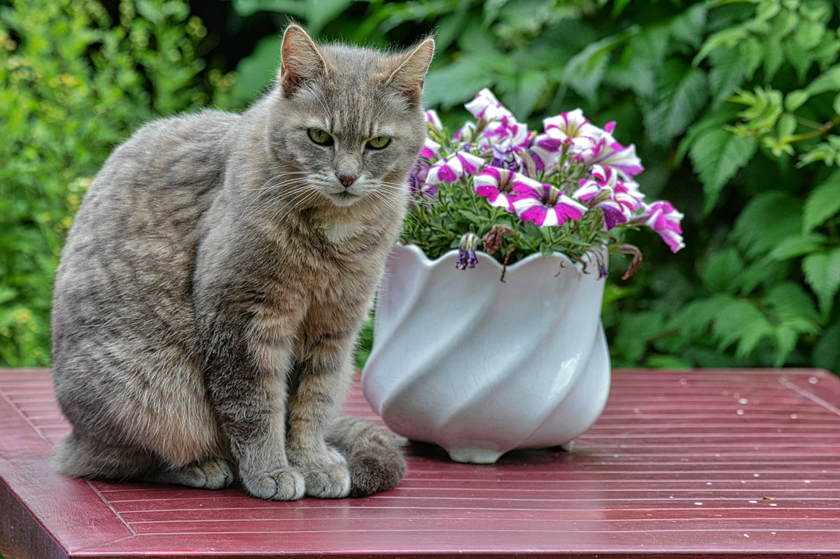 katze_gartentisch.jpg