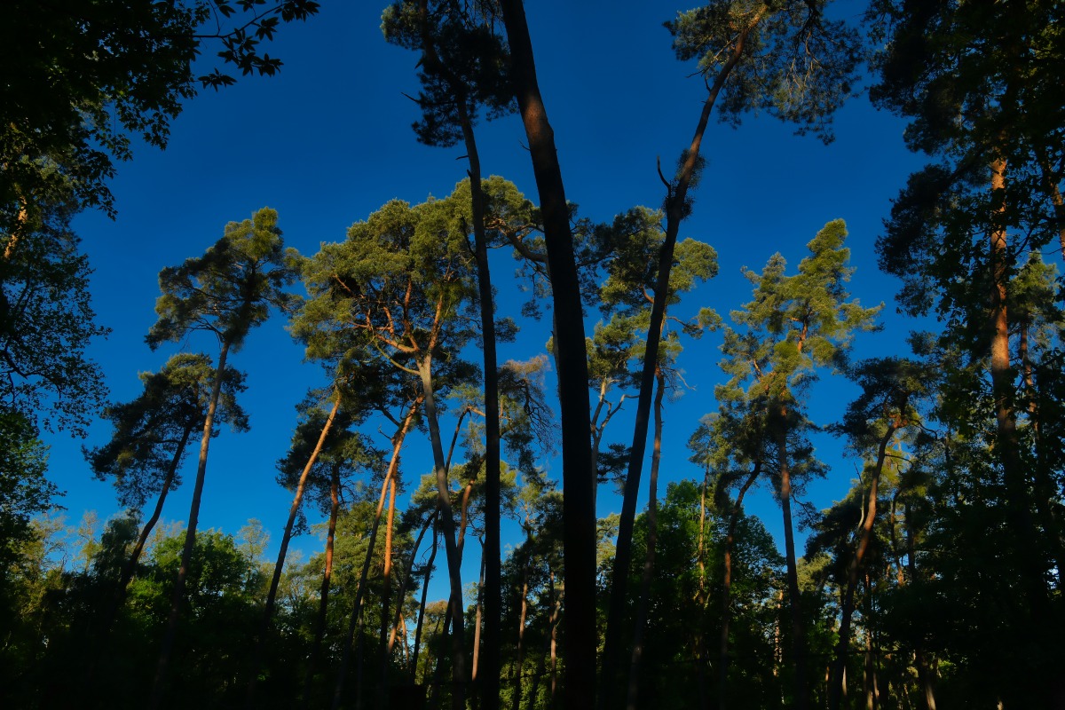 kieferwald.jpg