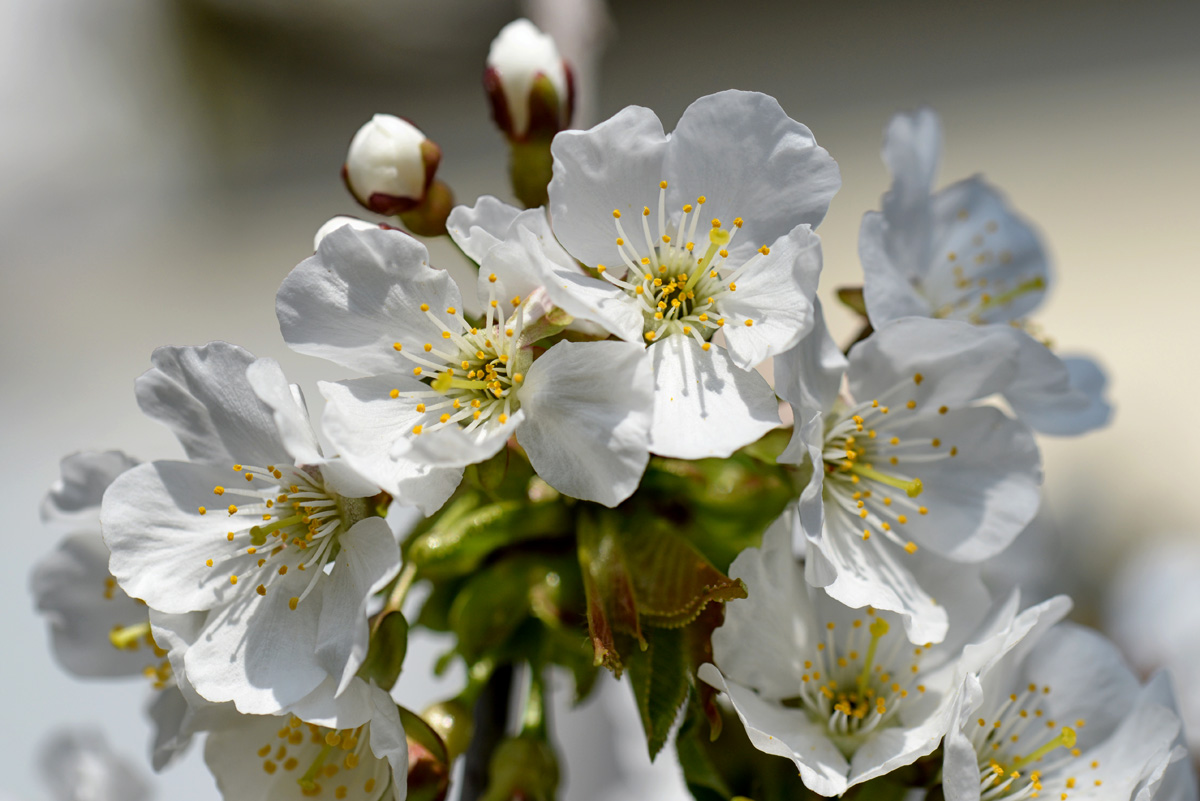 kirschblüten_1200.jpg