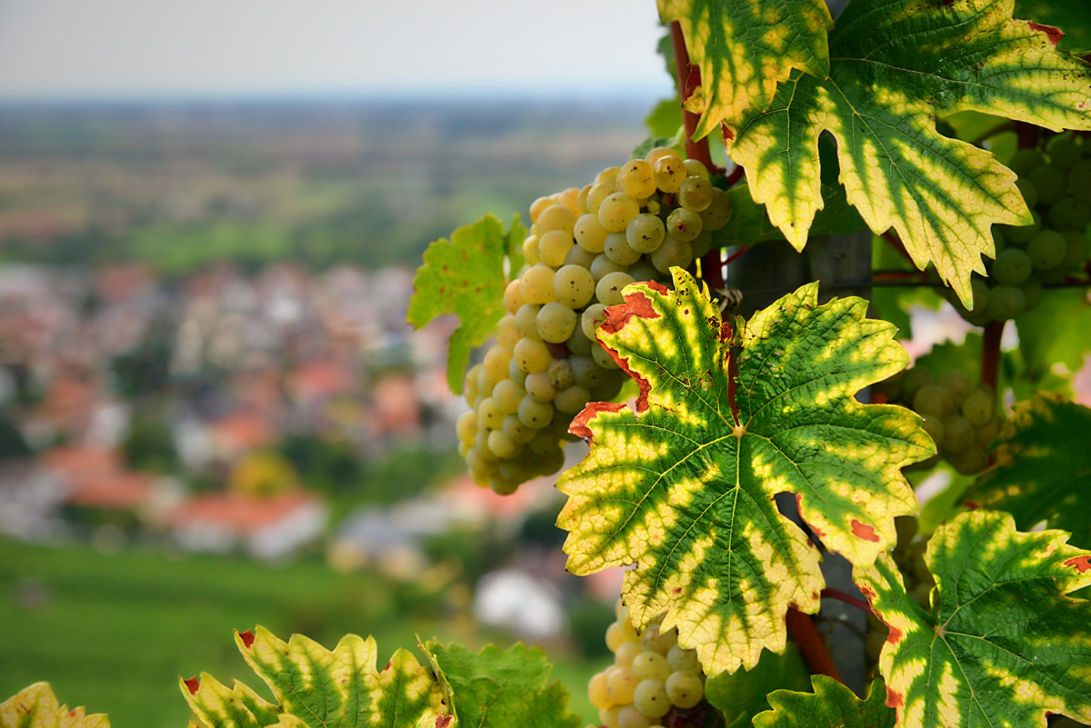 lasst_uns_beim_wein.jpg