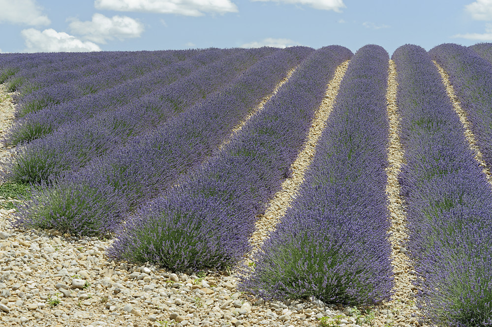 Lavendelhorizont.jpg