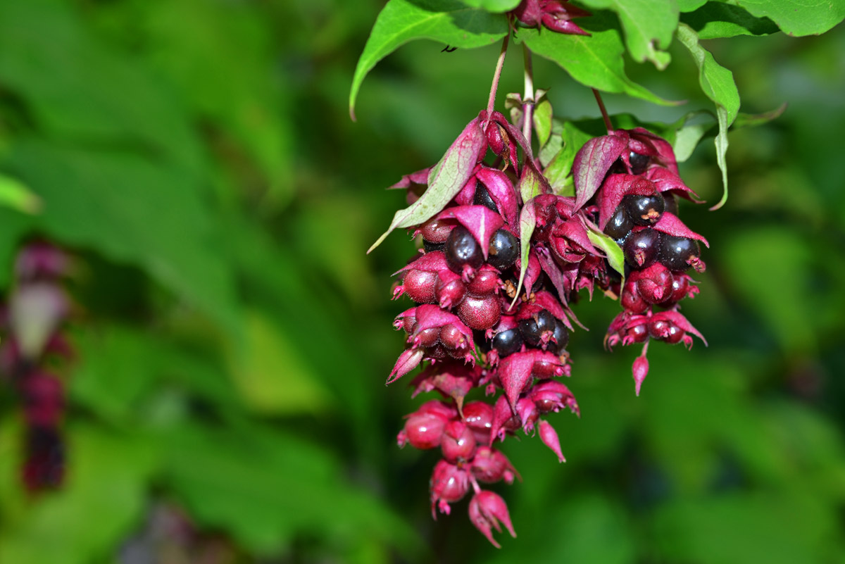 leycesteria_1200.jpg