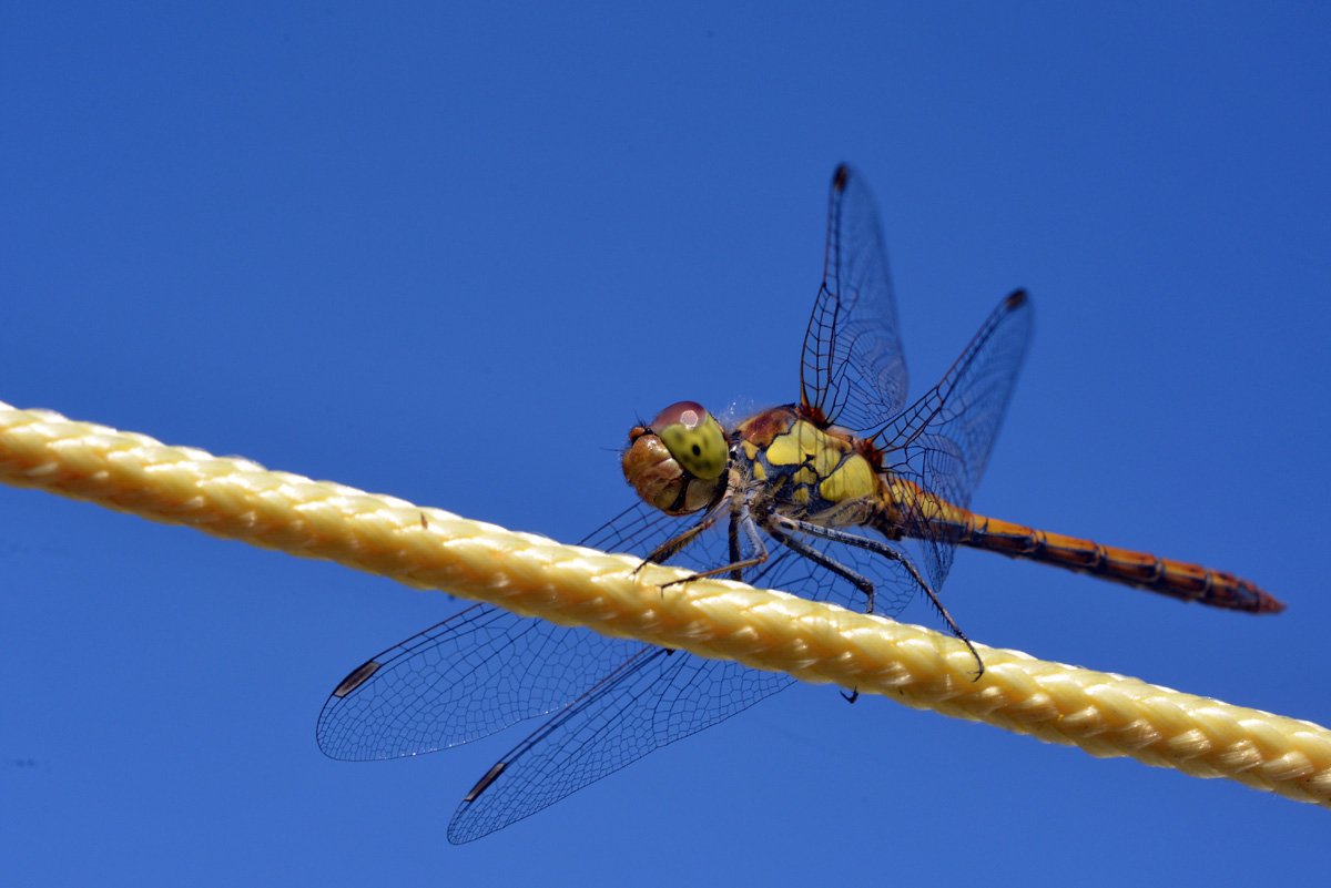 libelle_1200.jpg