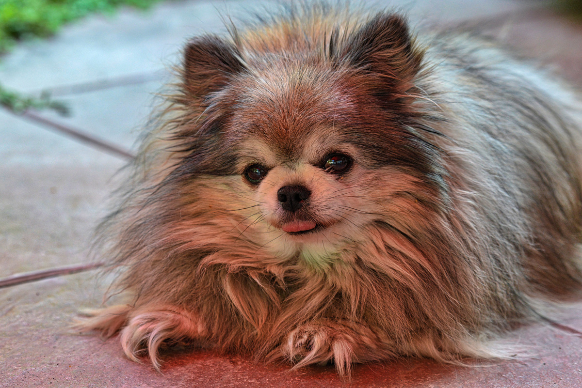 lilly_1200.jpg