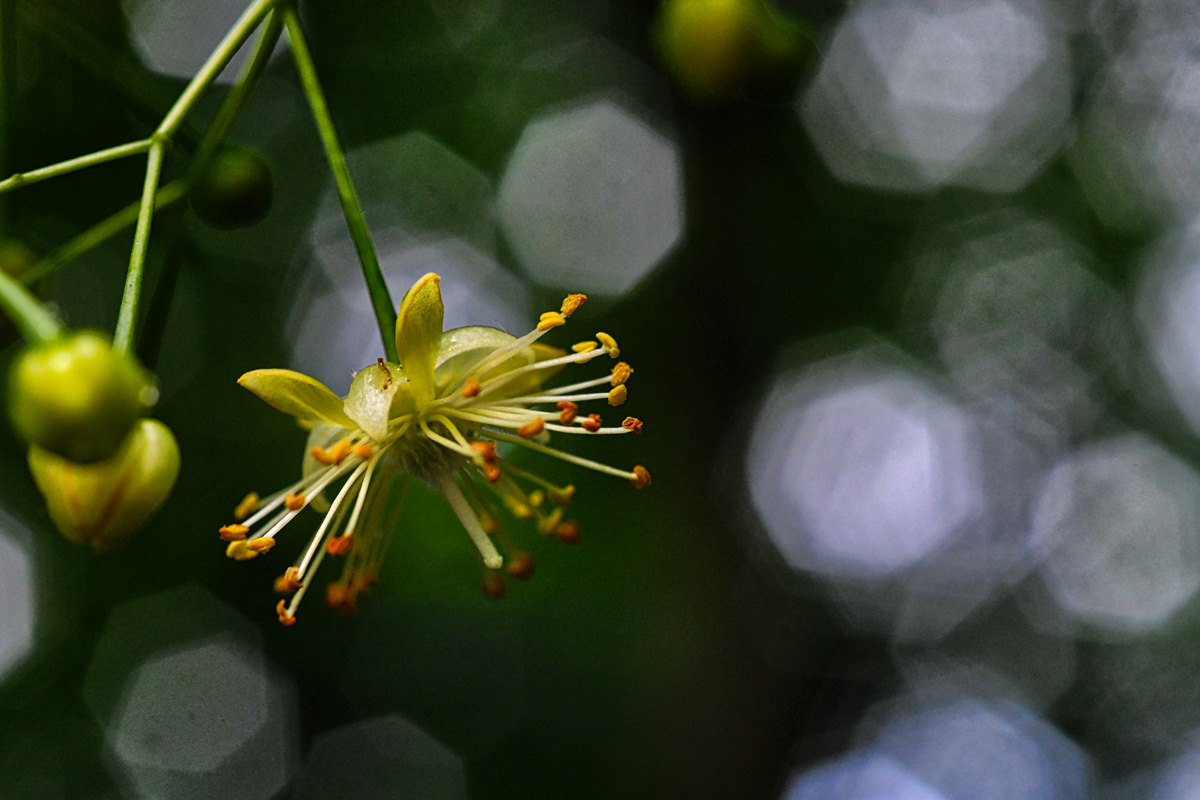 lindenblüte.jpg