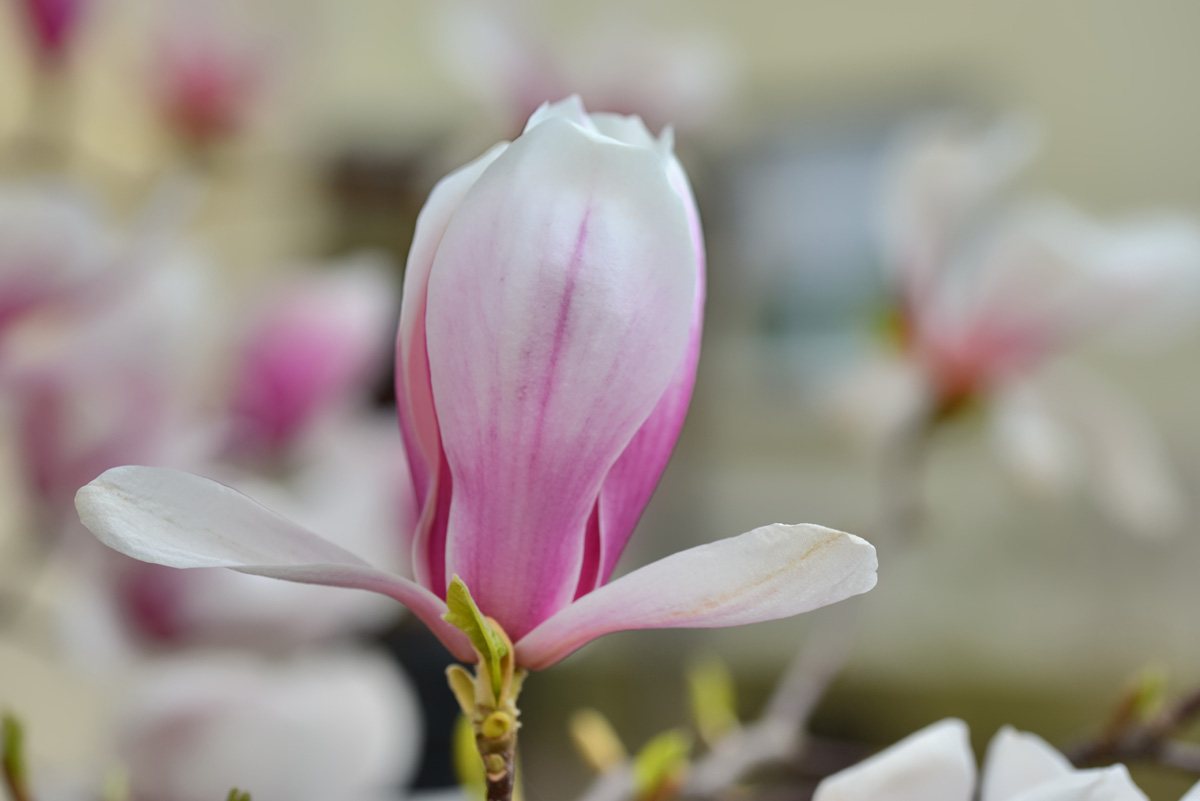 magnolie_1200.jpg
