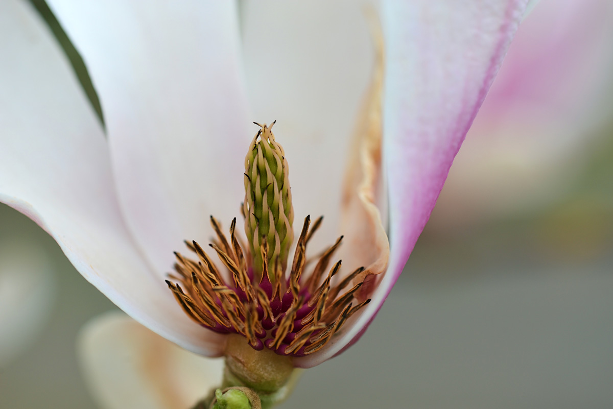 magnolie_1202.jpg