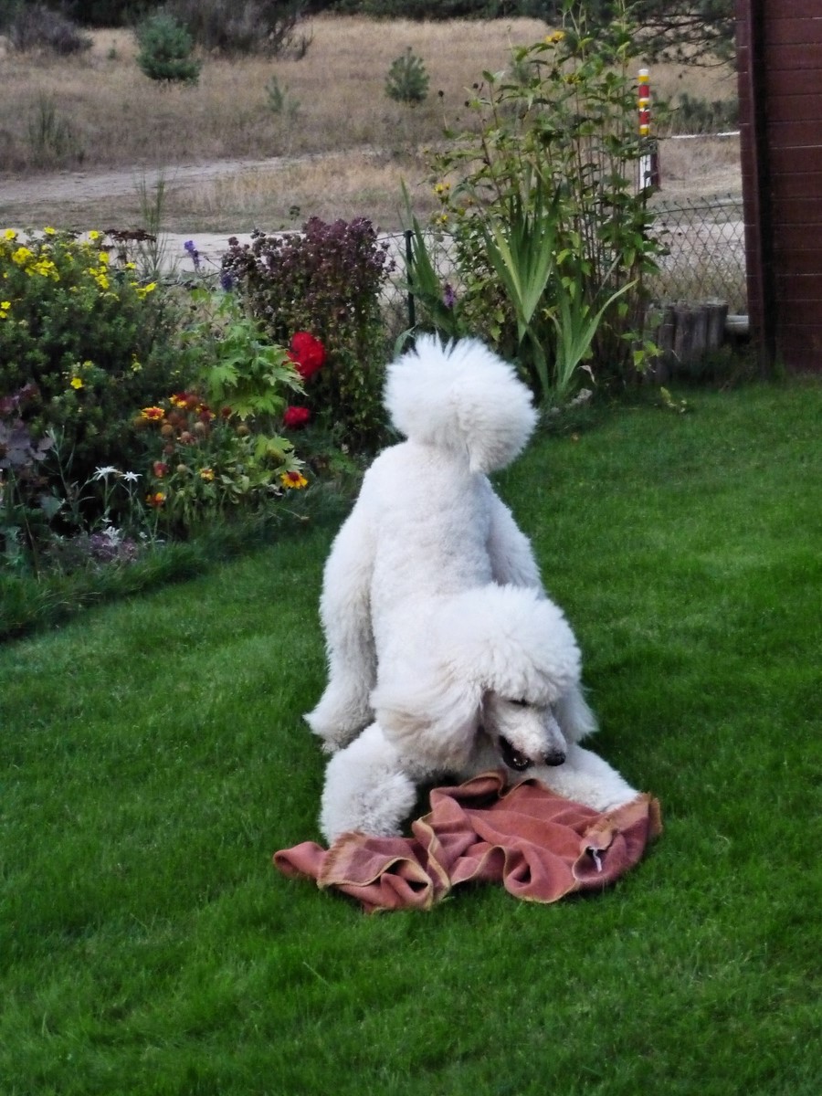 Mein Seelenhund von 2007 bis 2019.jpg