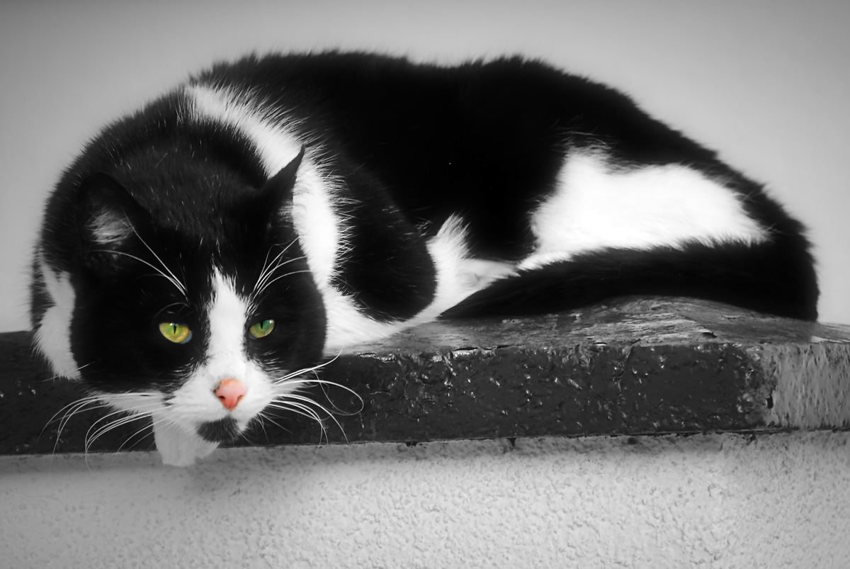 moglie_2010_cc.jpg