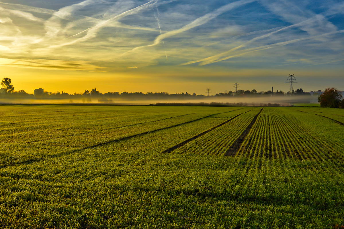 morgennebel.jpg