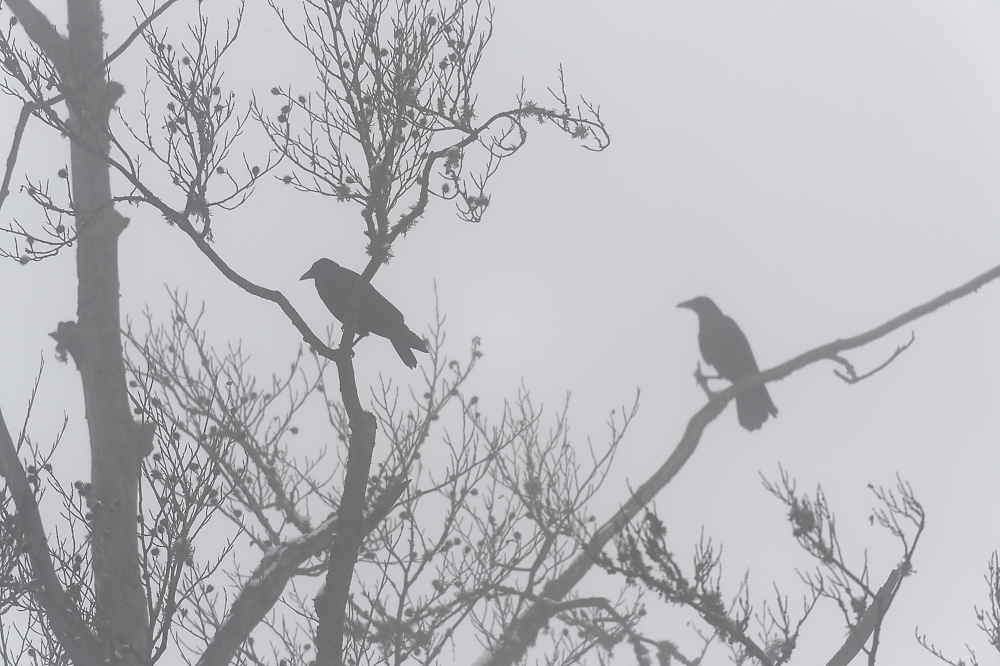 Nebel- Krähen.jpg