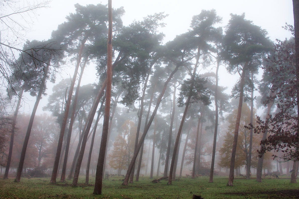 nebel_im_wald.jpg