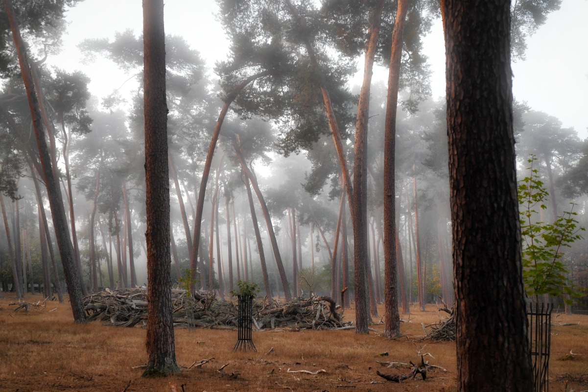nebel_im_wald.jpg