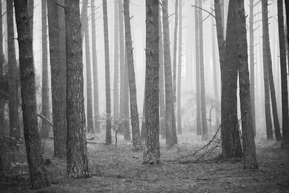 Novemberwald 2 BW.jpg