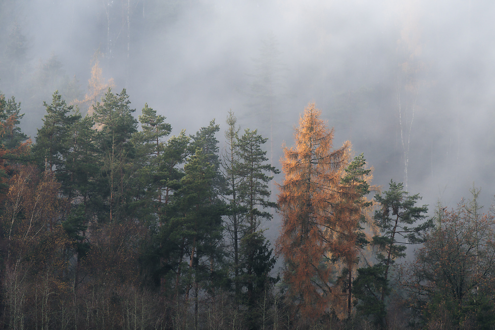 Novemberwald.jpg