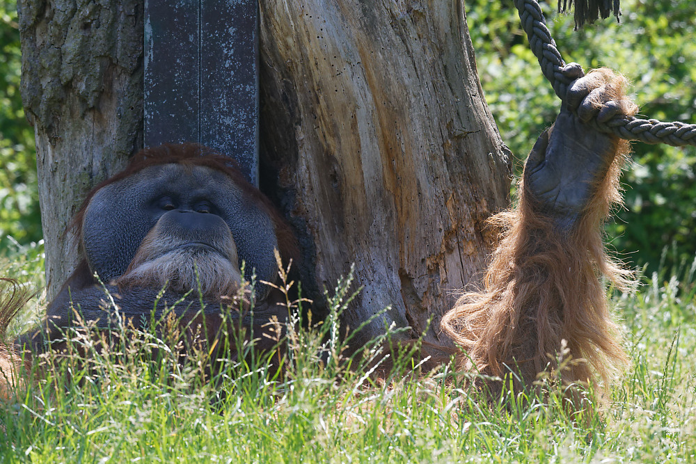 Orang Utan.jpg