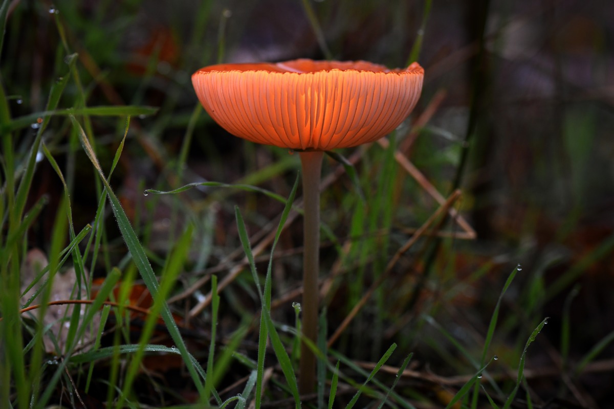 Orangeroten Helmling_02.jpg