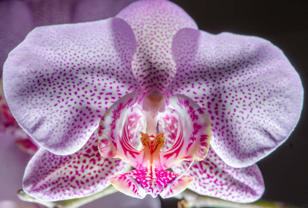 Orchidee ganze Blüte