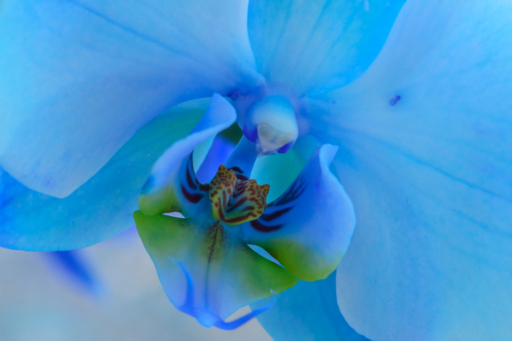 Orchidee-in-Blue