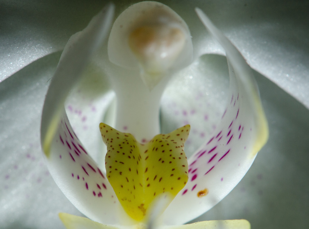 Orchidee Weiss Inside