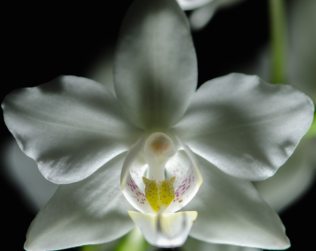 OrchideeWeissGanz-