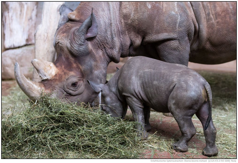 Ostafrikanisches-Spitzmaulnashorn-0015