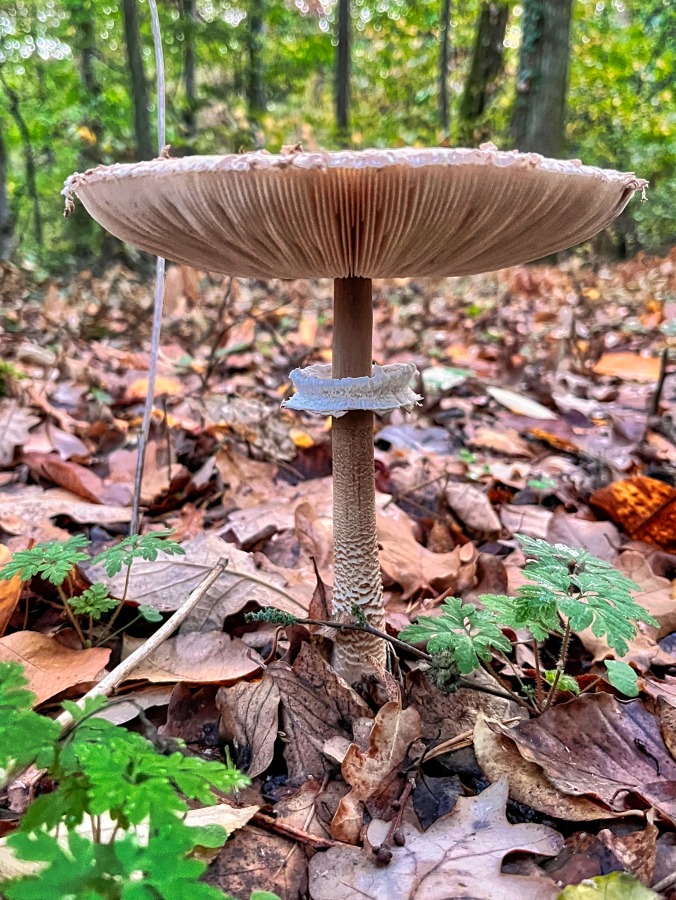 parasol_pilz.jpg