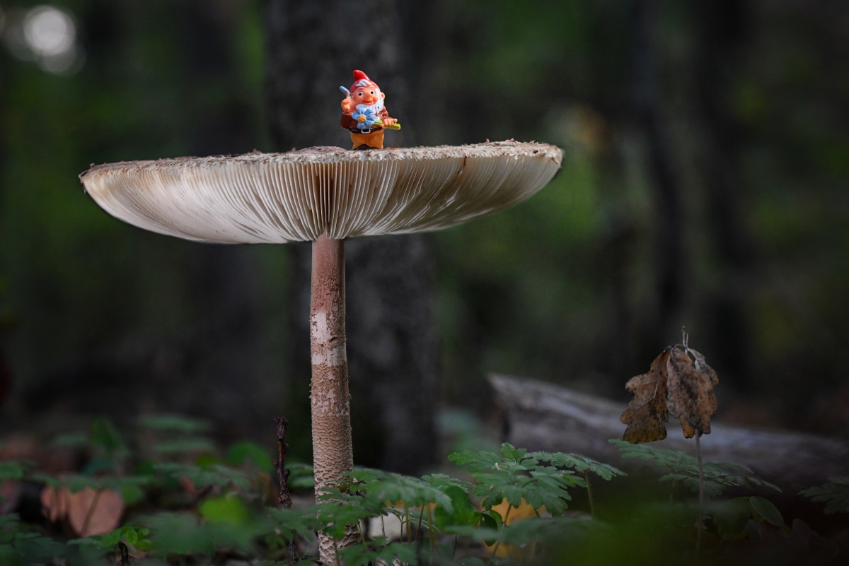 Parasol_wichtel.jpg