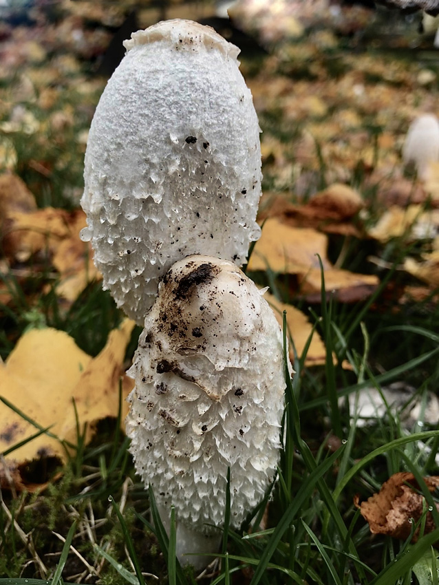 parasolpilz_850.jpg