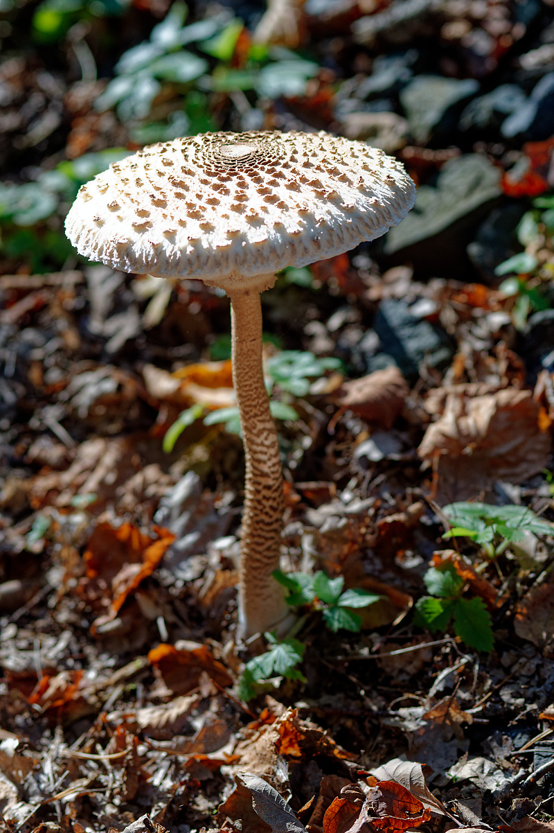 Pilz 2.jpg