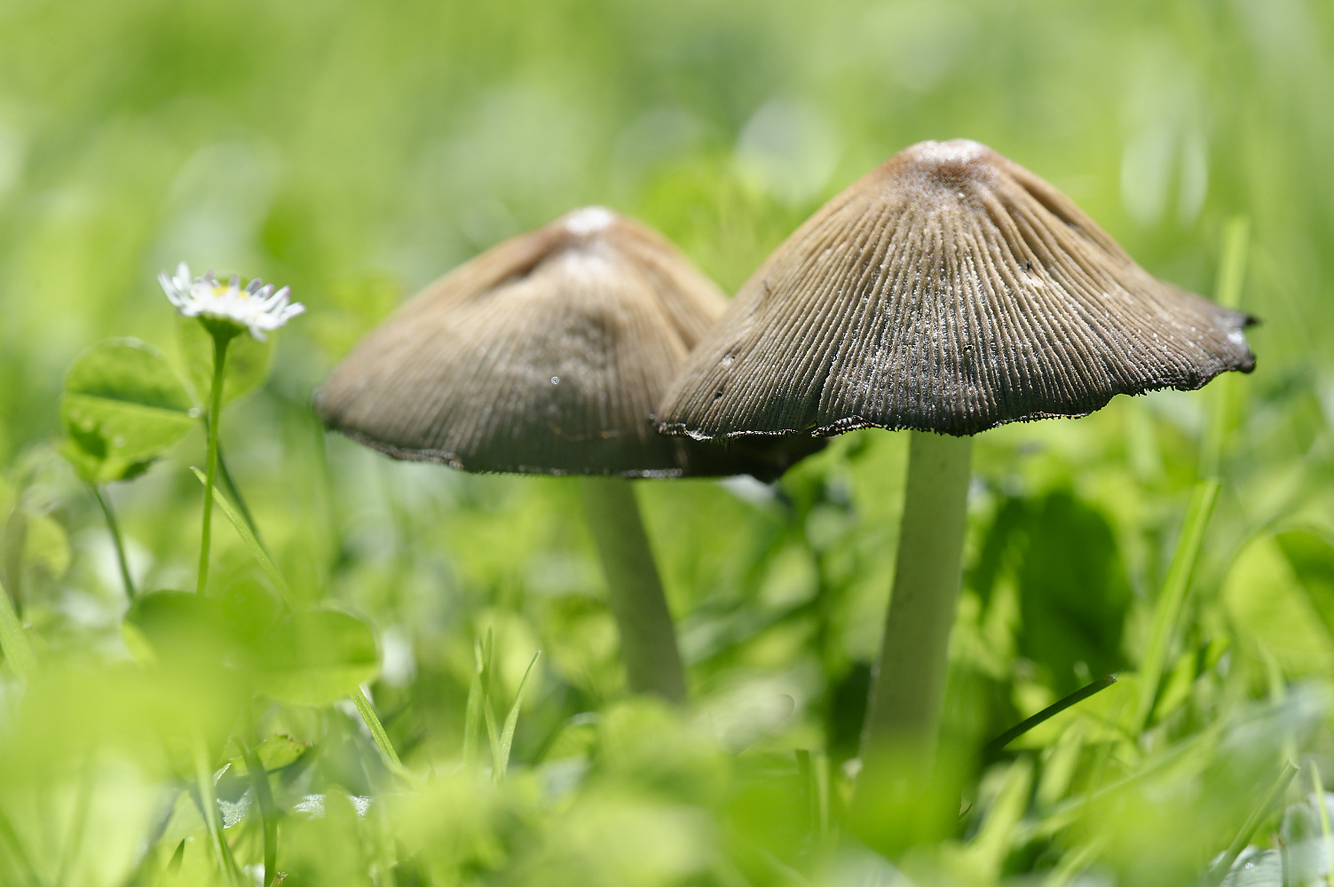 Pilz 3.jpg