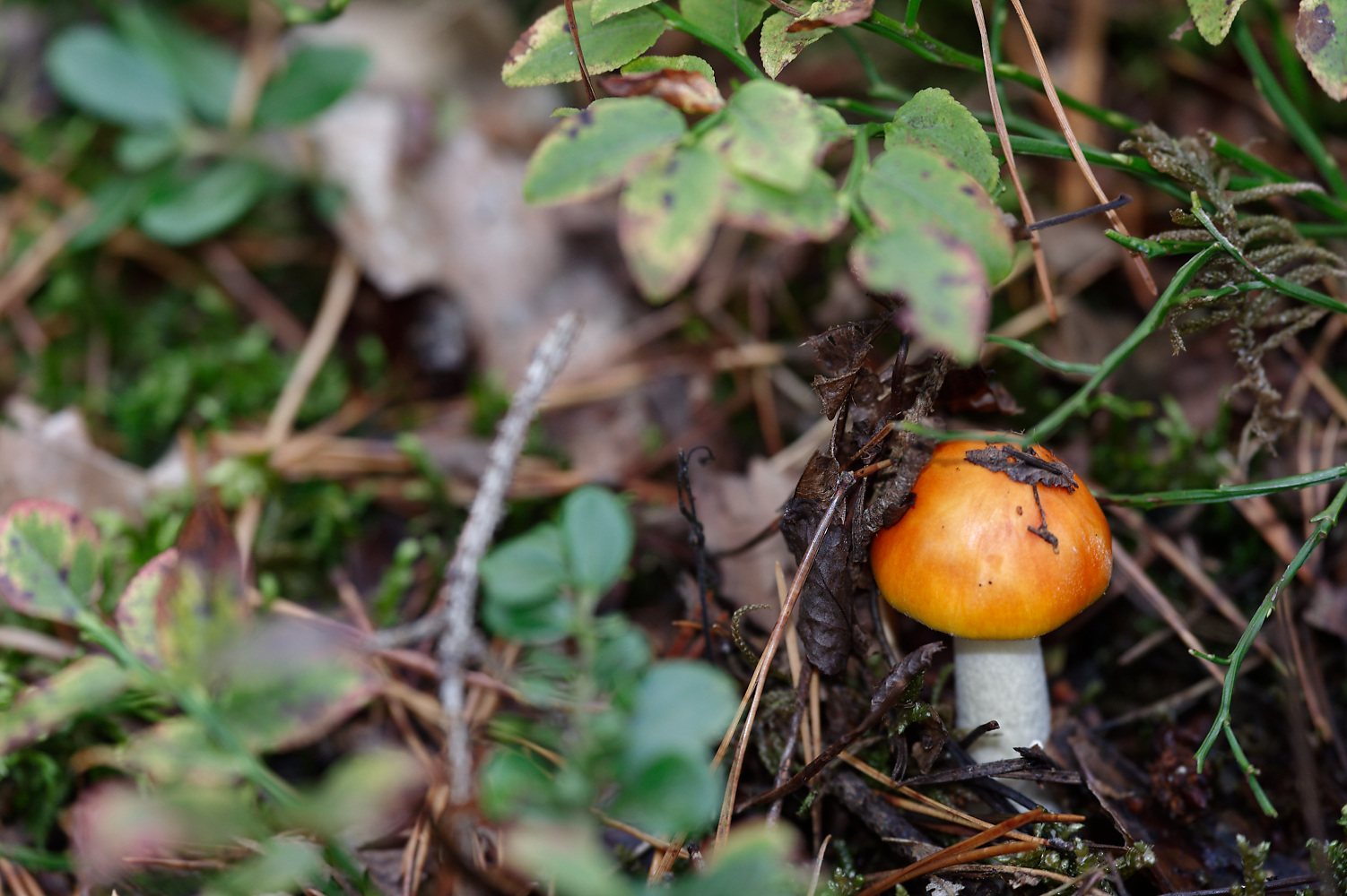 Pilz 4.jpg