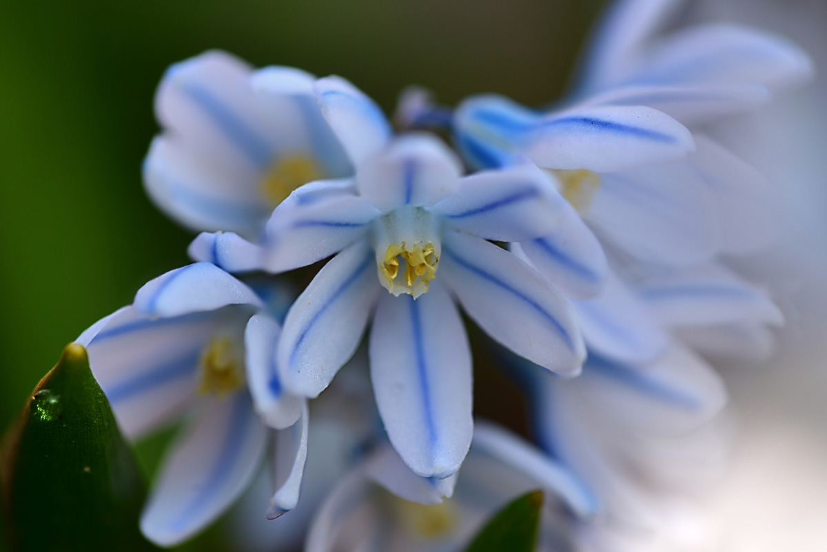 Puschkinie_Kegelblume.jpg