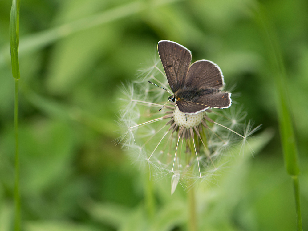 Pusteblume