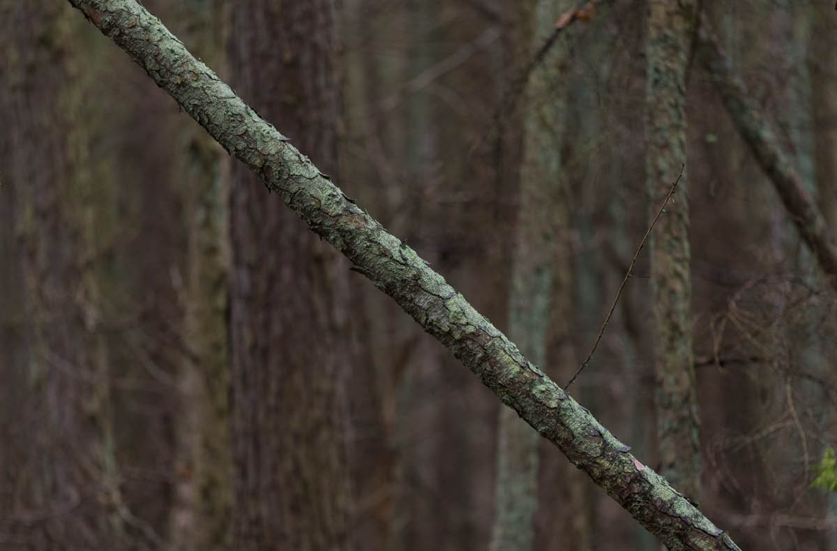 Querdenker (1 von 1).jpg