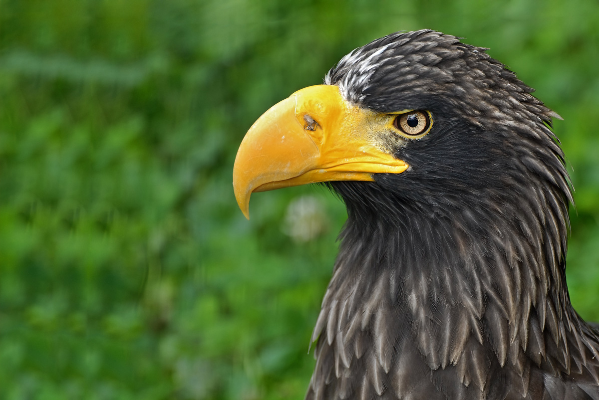 Riesenseeadler_1200.jpg