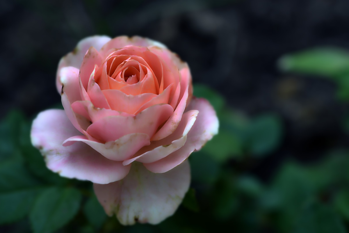 rose_phillip_1200.jpg