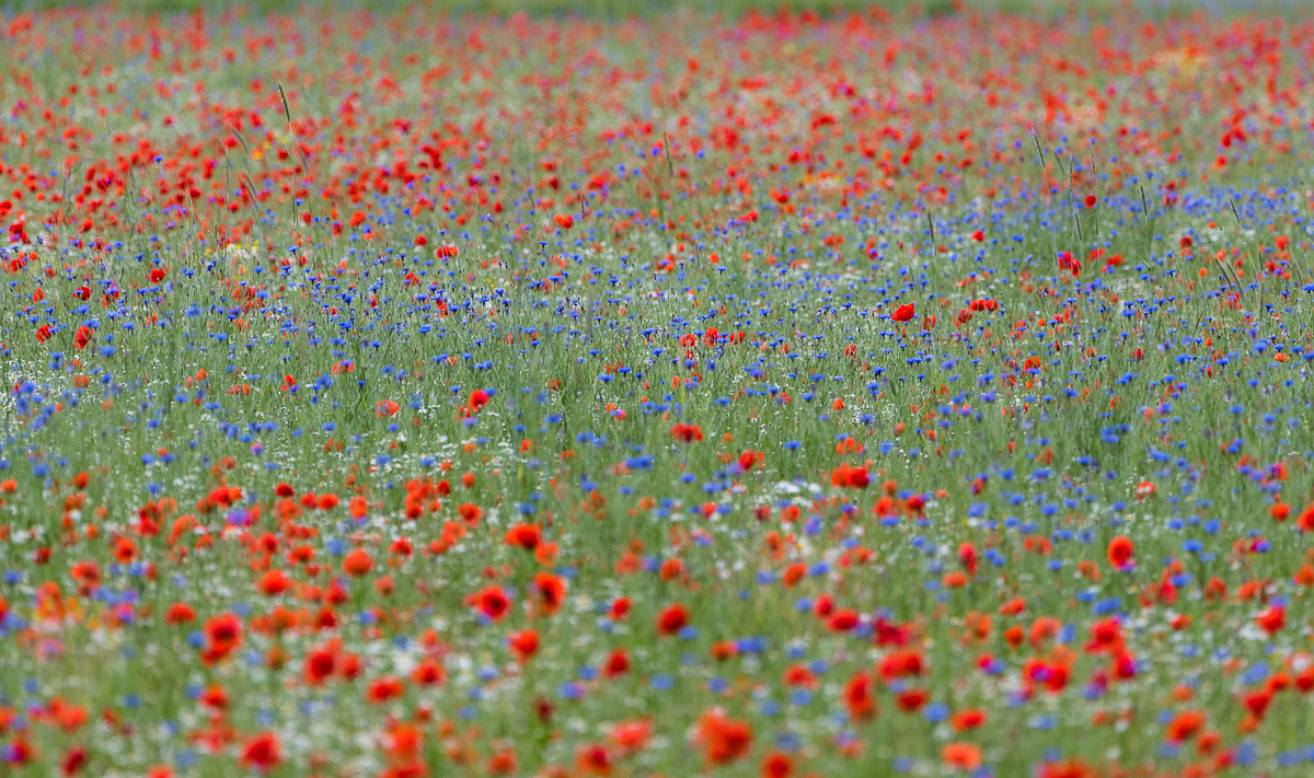 rot-weiß-blau-0642.jpg